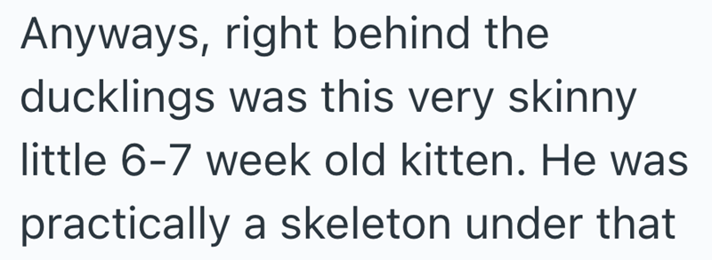 Anyways, right behind the ducklings was this very skinny little 6-7 week old kitten. He was practically a skeleton under that