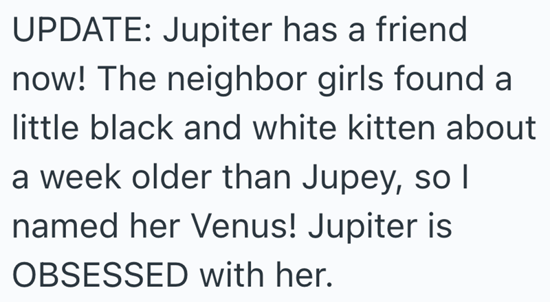 UPDATE: Jupiter has a friend now! The neighbor girls found a little black and white kitten about a week older than Jupey, so I named her Venus! Jupiter is OBSESSED with her.