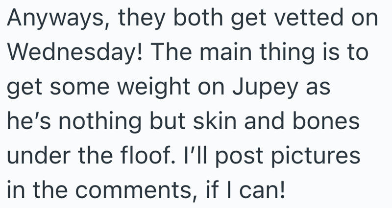 Anyways, they both get vetted on Wednesday! The main thing is to get some weight on Jupey as he's nothing but skin and bones under the floof. I'll post pictures in the comments, if I can!