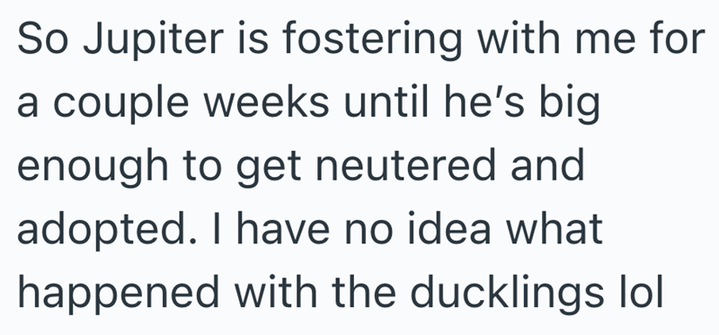 So Jupiter is fostering with me for a couple weeks until he's big enough to get neutered and adopted. I have no idea what happened with the ducklings lol