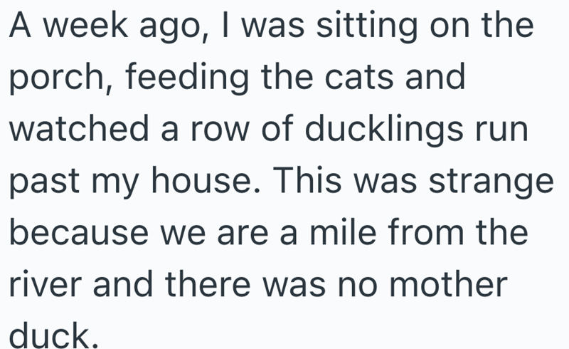 A week ago, I was sitting on the porch, feeding the cats and watched a row of ducklings run past my house. This was strange because we are a mile from the river and there was no mother duck.