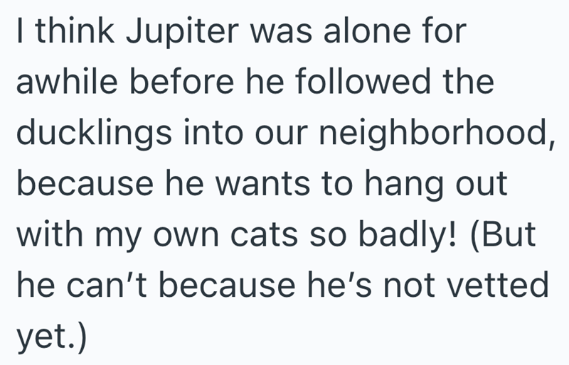 I think Jupiter was alone for awhile before he followed the ducklings into our neighborhood, because he wants to hang out with my own cats so badly! (But he can't because he's not vetted yet.)