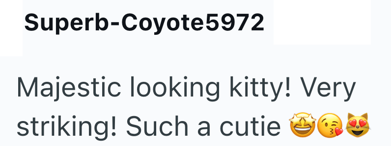 Superb-Coyote5972 Majestic looking kitty! Very striking! Such a cutie