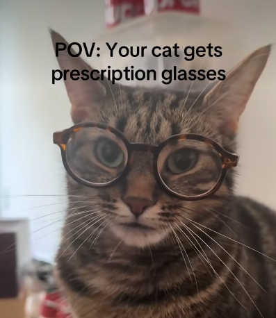 POV: Your cat gets prescription glasses