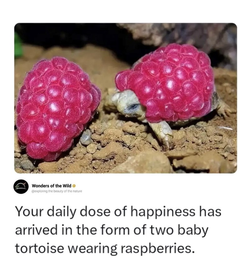 Wonders of the Wild❤ @exploring the beauty of the nature Your daily dose of happiness has arrived in the form of two baby tortoise wearing raspberries.