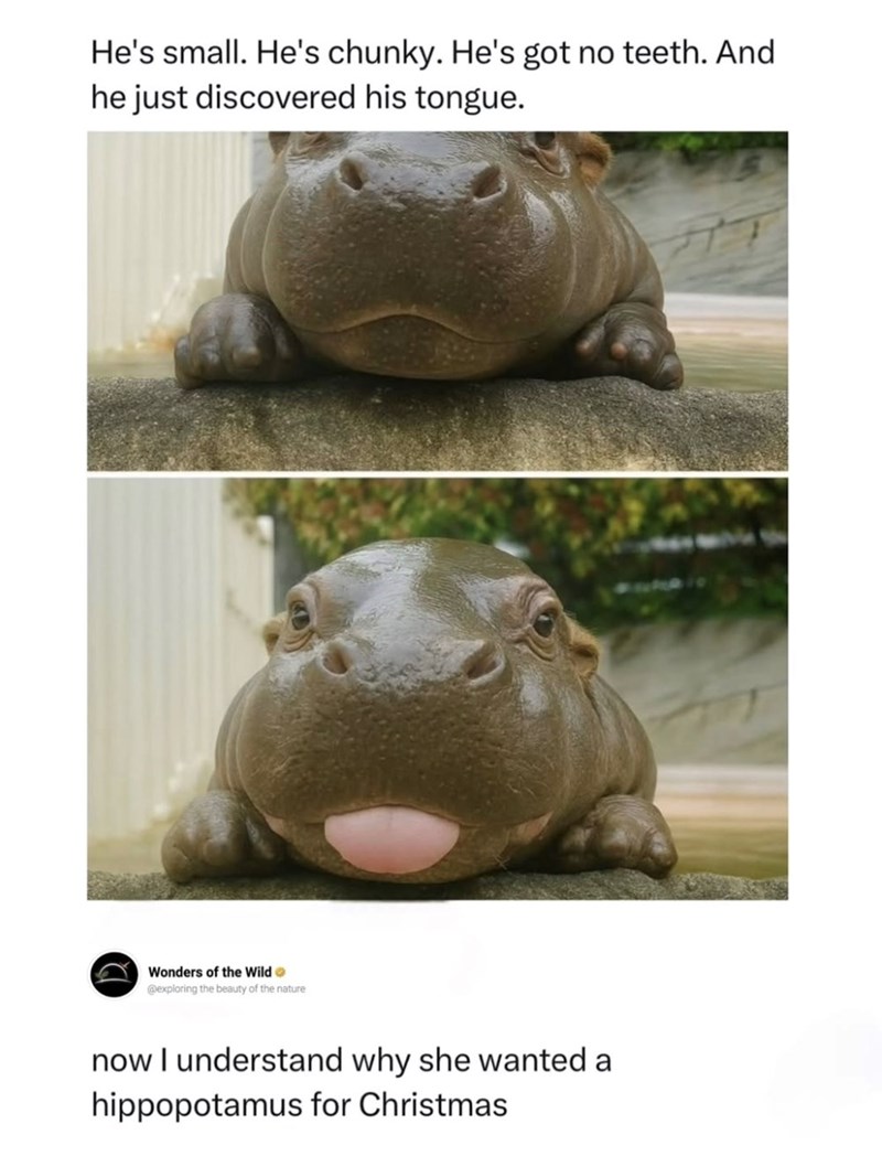 He's small. He's chunky. He's got no teeth. And he just discovered his tongue. Wonders of the Wild @exploring the beauty of the nature now I understand why she wanted a hippopotamus for Christmas