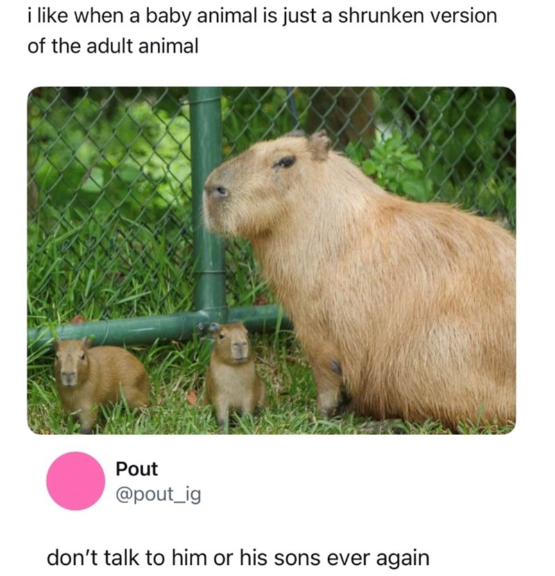 i like when a baby animal is just a shrunken version of the adult animal Pout @pout_ig don't talk to him or his sons ever again