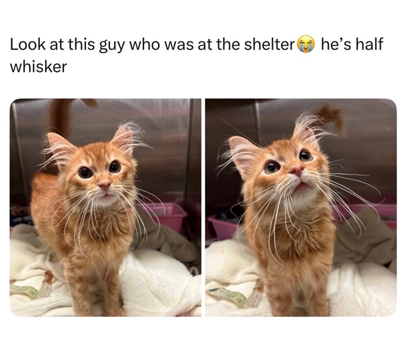 Look at this guy who was at the shelter he's half whisker