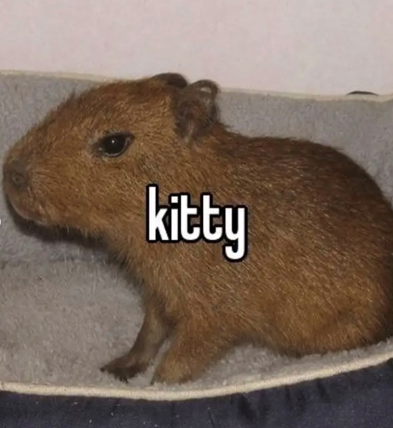 kitty