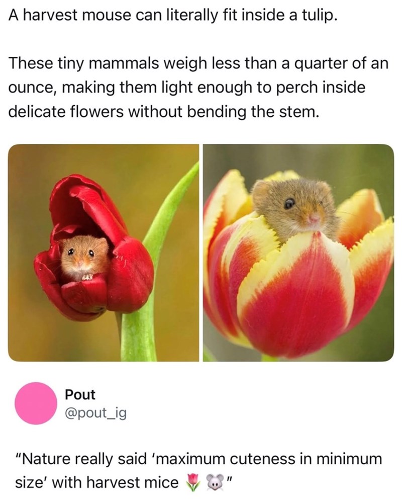 A harvest mouse can literally fit inside a tulip. These tiny mammals weigh less than a quarter of an ounce, making them light enough to perch inside. delicate flowers without bending the stem. Pout @pout_ig "Nature really said 'maximum cuteness in minimum size' with harvest mice "I
