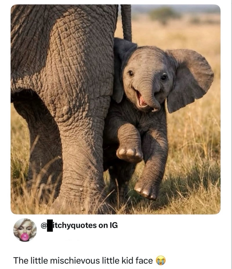 @itchyquotes on IG The little mischievous little kid face