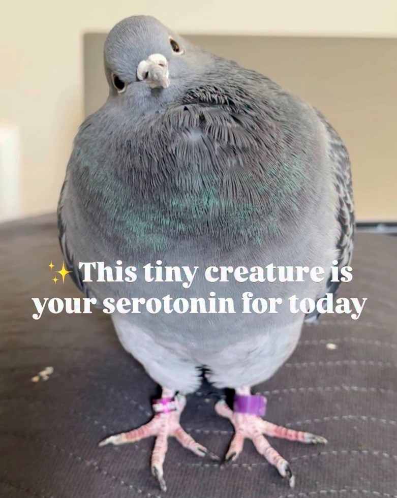 This tiny creature is your serotonin for today