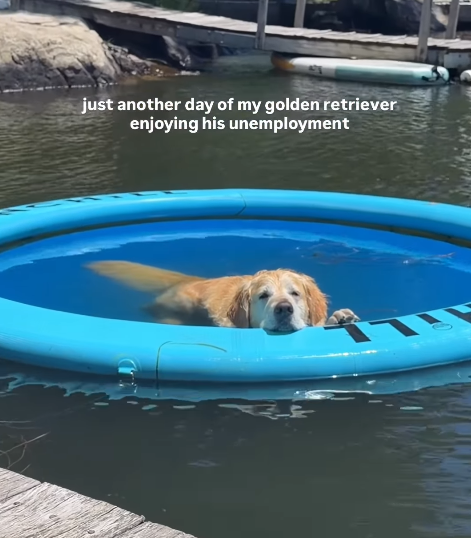 just another day of my golden retriever enjoying his unemployment