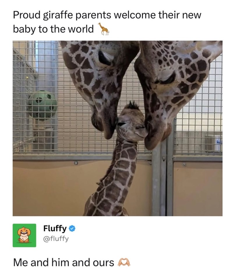 Proud giraffe parents welcome their new baby to the world Fluffy @fluffy Me and him and ours