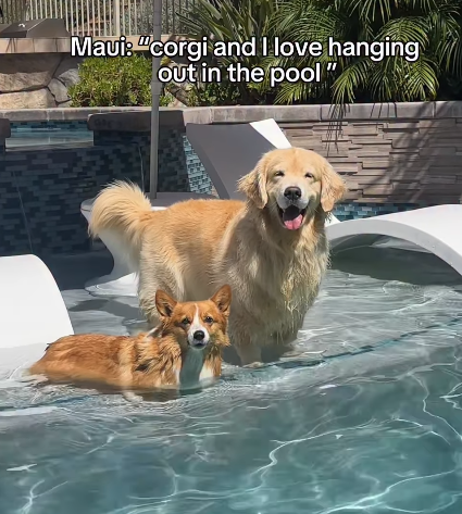 Maui: "corgi and I love hanging Out in the pool"