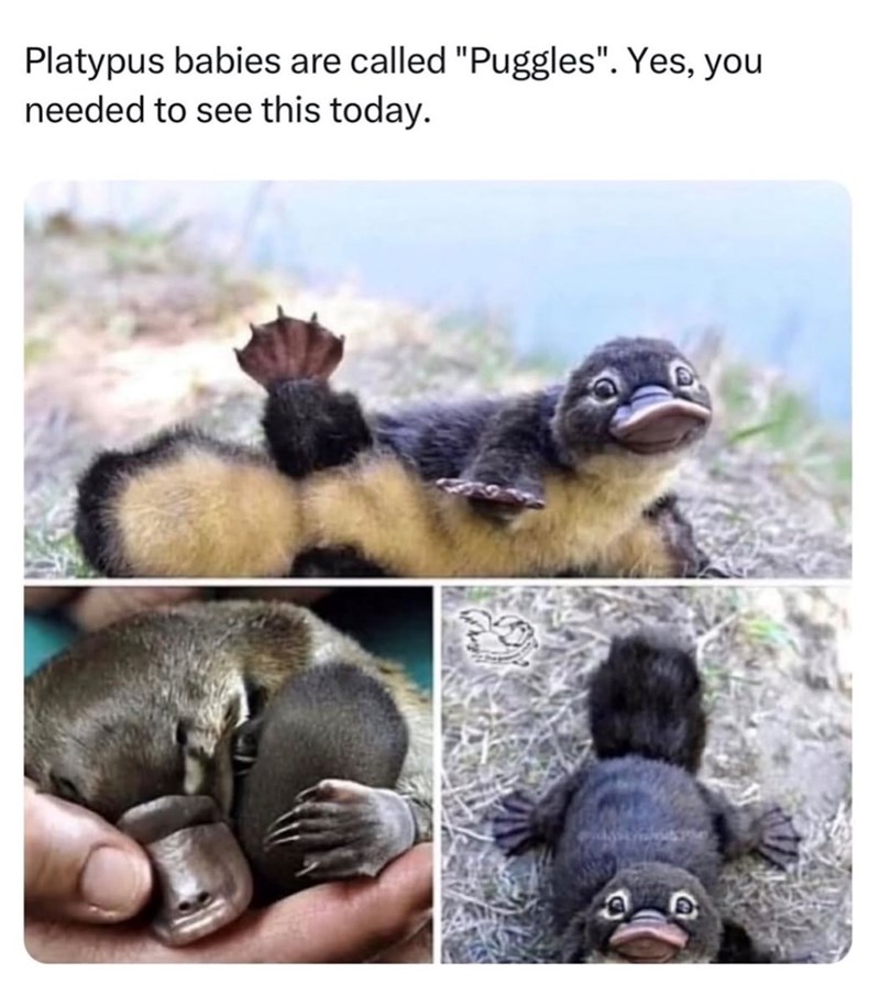 Platypus babies are called "Puggles". Yes, you needed to see this today.