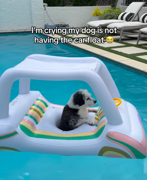 I'm crying my dog is not having the car float