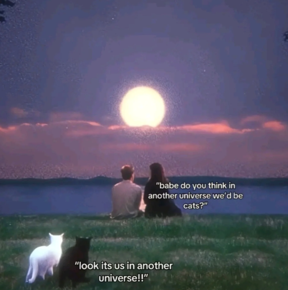"babe do you think in another universe we'd be cats?" "look its us in another universe!!"