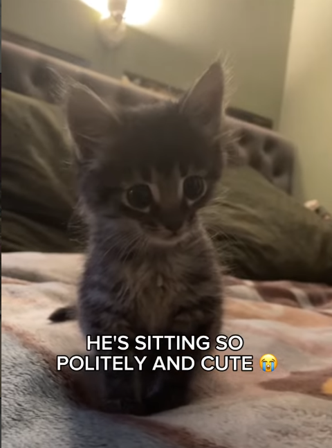 HE'S SITTING SO POLITELY AND CUTE