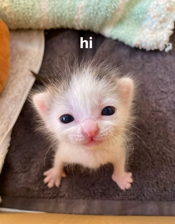 hi