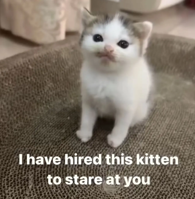 I have hired this kitten to stare at you