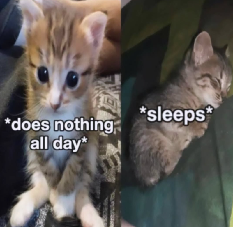 *does nothing all day* *sleeps
