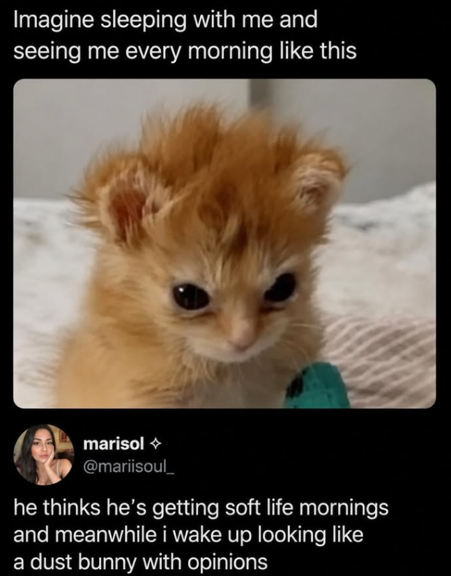 Imagine sleeping with me and seeing me every morning like this marisol @mariisoul_ he thinks he's getting soft life mornings and meanwhile i wake up looking like a dust bunny with opinions