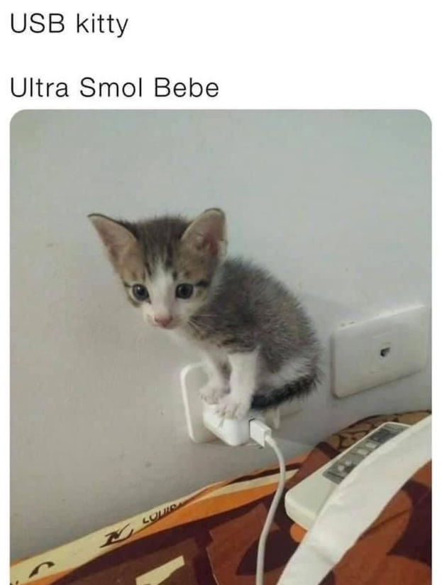 USB kitty Ultra Smol Bebe LOUI