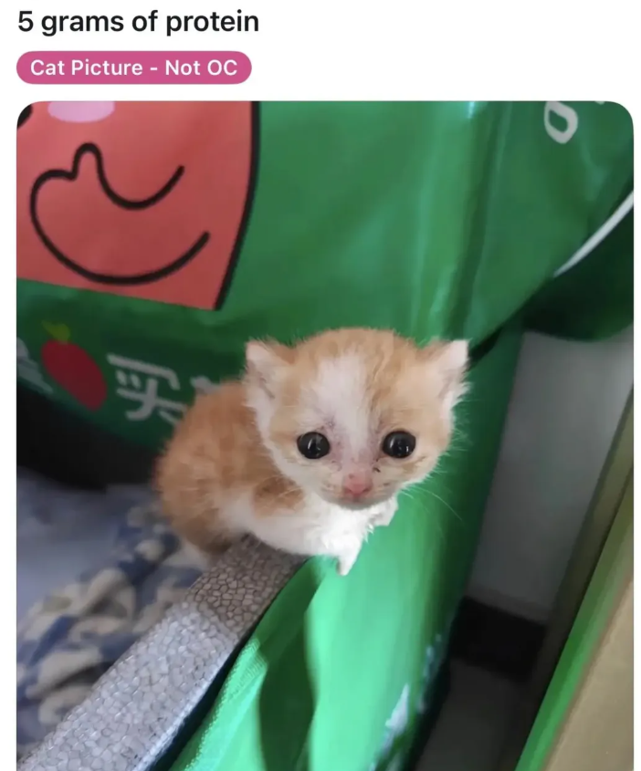 5 grams of protein Cat Picture - Not OC 买 D