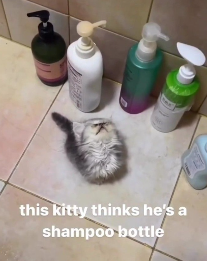 this kitty thinks he's a shampoo bottle