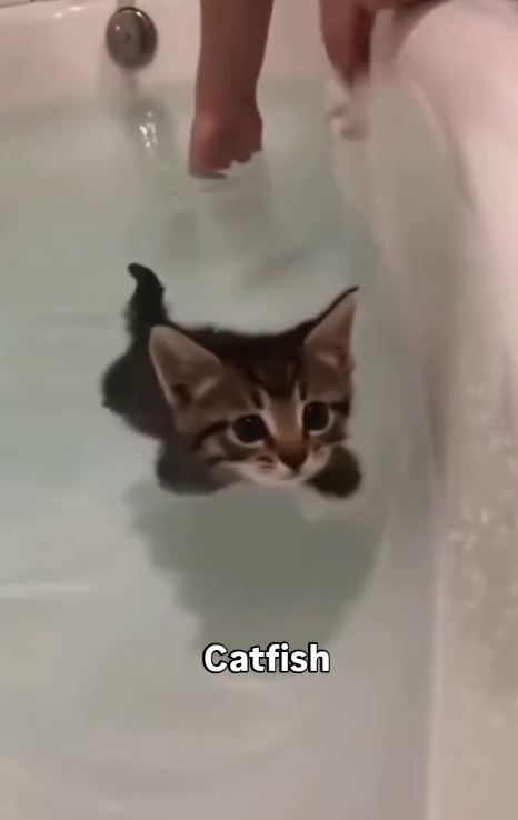 Catfish