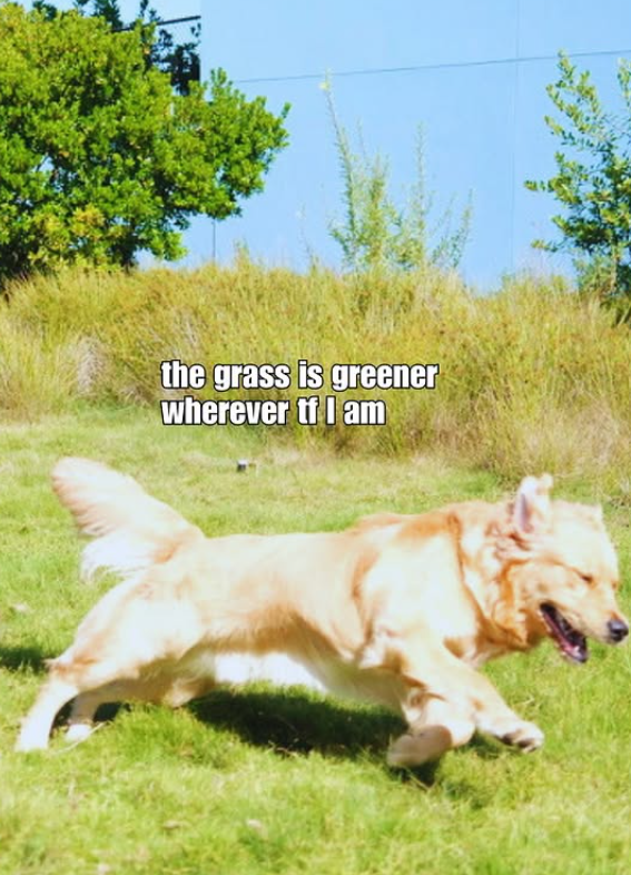 the grass is greener wherever tf I am