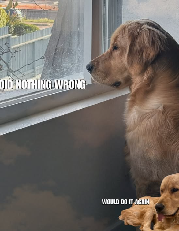 DID NOTHING WRONG WOULD DO IT AGAIN