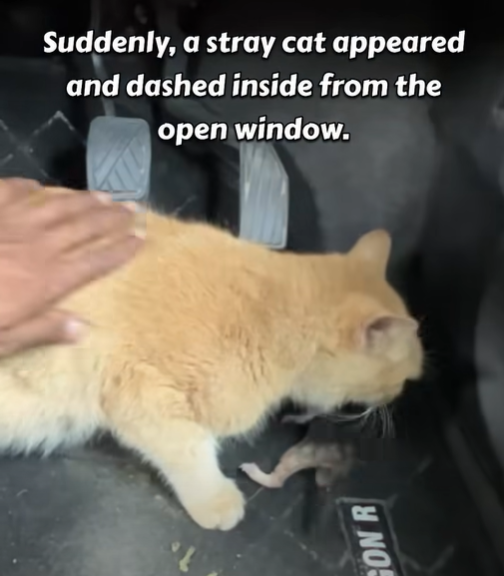 SON R Suddenly, a stray cat appeared and dashed inside from the open window.
