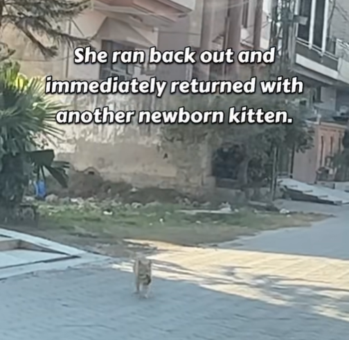 She ran back out and immediately returned with another newborn kitten.