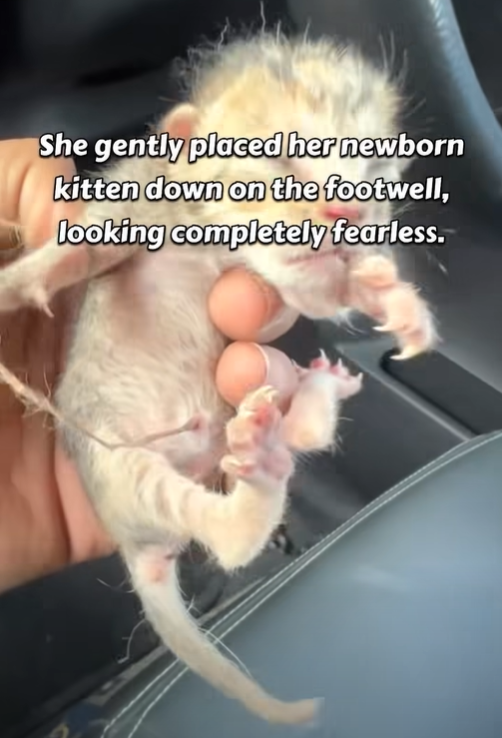 She gently placed her newborn kitten down on the footwell, looking completely fearless.