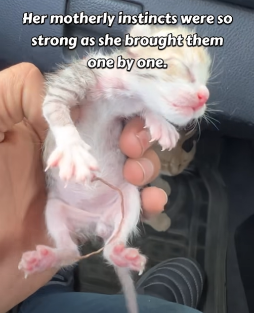 Her motherly instincts were so strong as she brought them one by one.