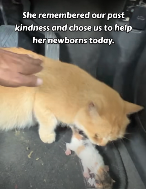 She remembered our past kindness and chose us to help her newborns today.