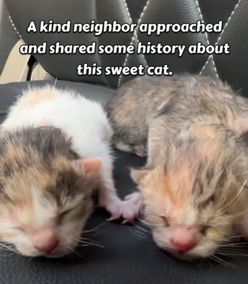 A kind neighbor approached and shared some history about this sweet cat.