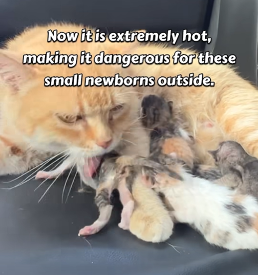 Now it is extremely hot, making it dangerous for these small newborns outside.