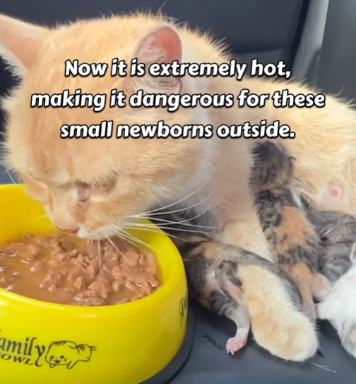 Now it is extremely hot, making it dangerous for these small newborns outside. mily