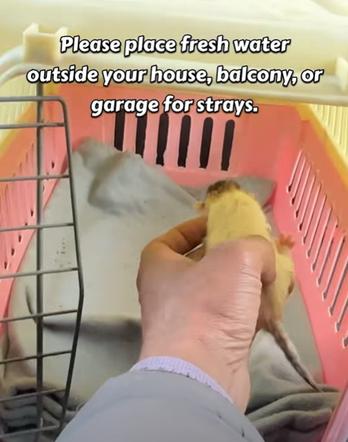 Please place fresh water outside your house, balcony, or garage for strays.