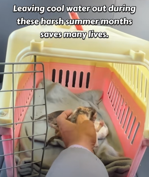 Leaving cool water out during these harsh summer months saves many lives.