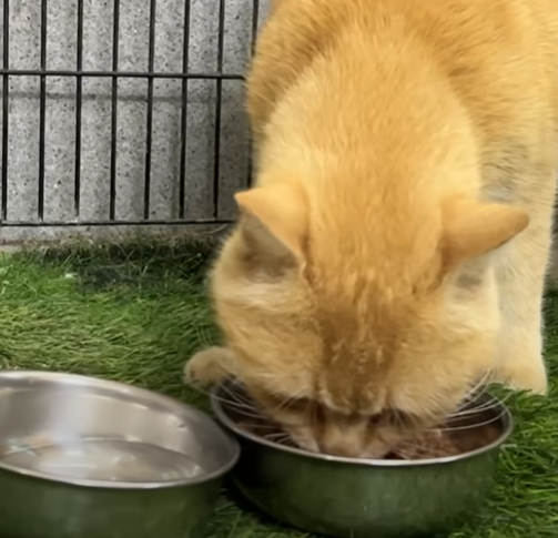 Cheezburger Image 10649914624