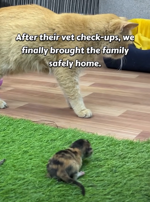 After their vet check-ups, we finally brought the family safely home.