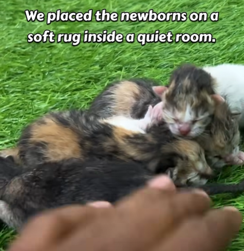 We placed the newborns on a soft rug inside a quiet room,