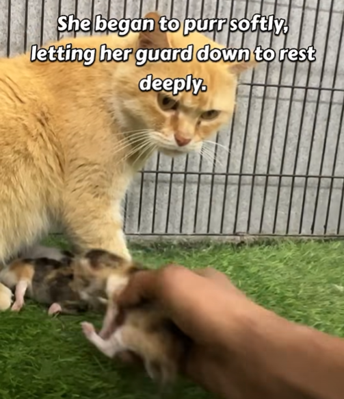 She began to purr softly, letting her guard down to rest deeply.