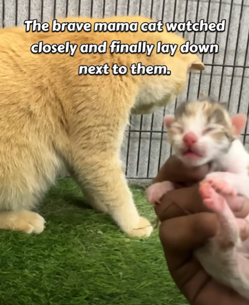 The brave mama cat watched closely and finally lay down next to them.