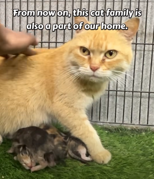 From now on, this cat family is also a part of our home.