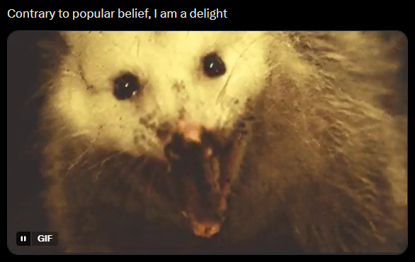 Contrary to popular belief, I am a delight = GIF